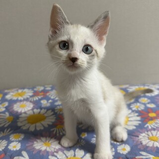 ブルーの瞳に黒いお鼻のらんちゃん