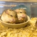 マカロニマウス雄(オス)２匹の里親募集します。