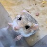 マカロニマウス雄(オス)２匹の里親募集します。 サムネイル2