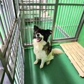 処分対処 飼い主持ち込み 懐っこいワンコ