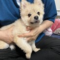 ポメラニアン　2歳　オス