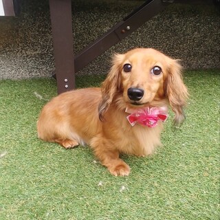 カニヘンダックス女の子３歳くらい