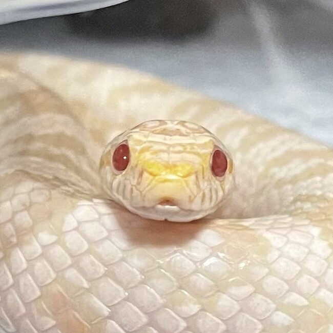 Shimayamoriのカバー写真