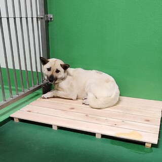 処分対処 飼い主持ち込み ちょっと怖がりワンコ