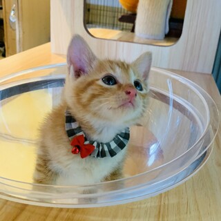 とっても可愛い♡茶トラの男の子