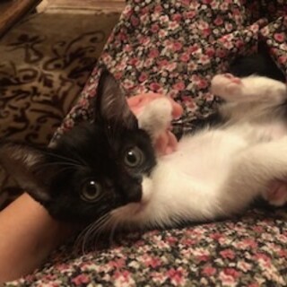 穏やかで可愛い黒白子猫のサワ！