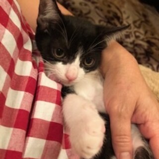 とても甘えん坊な黒白仔猫の風太！