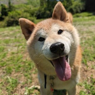 柴犬のヒロ君❣️