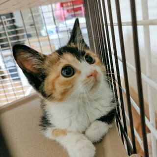 生後２か月、下町育ちののびのびっ子三兄妹