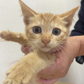 活発な茶トラの女の子♡ヒメちゃん