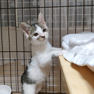 生後２か月、下町育ちののびのびっ子三兄妹②