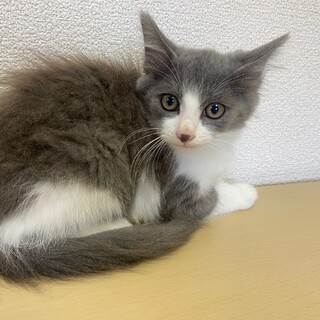おっとりなグレー白の長毛☆ハイ君