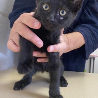 やんちゃな男の子☆真っ黒なクロスケ君