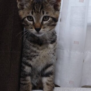 サバトラ　雄　ハンサム君