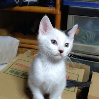 里親募集中です