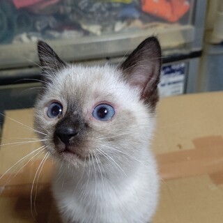 里親募集中です