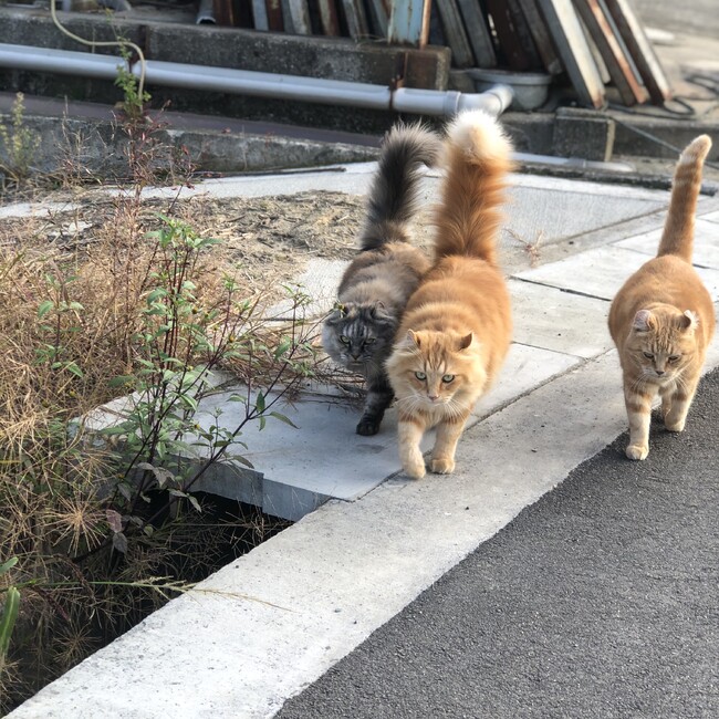 sakurasayusayuのカバー写真