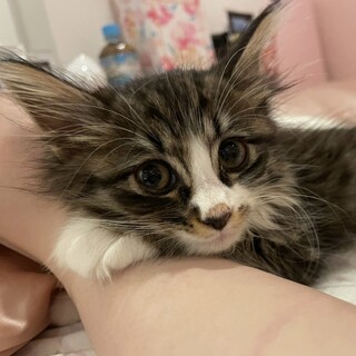 【お見合い随時】キュートな長毛☆美猫ママとペアで