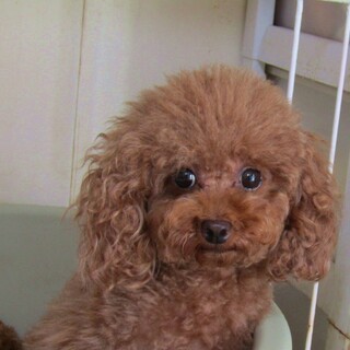 決まりました。大きなお目目のとっても可愛い子