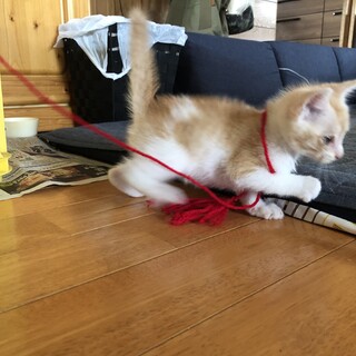 推定生後3ヶ月 オス （茶白）受診済