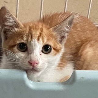 子猫茶白1.5ヶ月元気です。