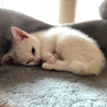 おでこに灰色柄入り白猫♡ふわふわ元気でよく寝る子♀ サムネイル5