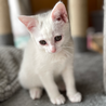 おでこに灰色柄入り白猫♡ふわふわ元気でよく寝る子♀ サムネイル2