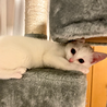おでこに灰色柄入り白猫♡ふわふわ元気でよく寝る子♀ サムネイル7
