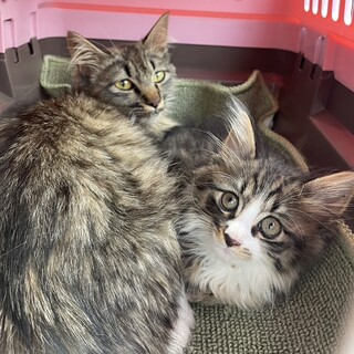 【お見合い随時】美猫長毛ママ☆甘えん坊子猫とペア