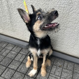 よく遊ぶテリア系、兄弟で保護