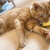 ◆チャオ◆おひざに乗るのが大好きな甘えん坊くん サムネイル2