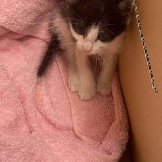 生後約1ヶ月の元気な男の子！可愛いお顔です！