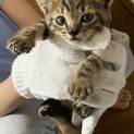 元気な男の子　キジトラ