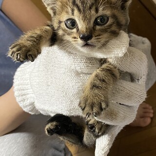 元気な男の子　キジトラ