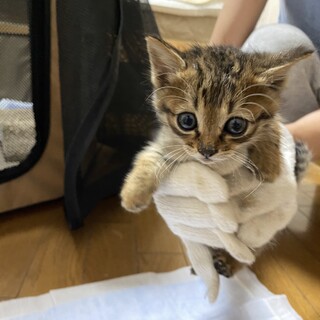 キジトラ男の子　生後1ヶ月