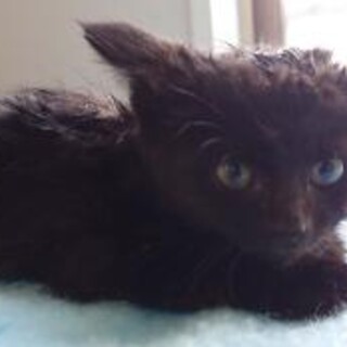 譲渡されました。