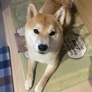 柴犬・オス・1歳7ヶ月