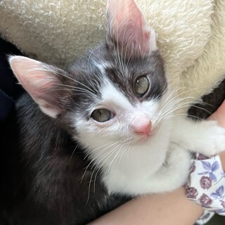 やんちゃな甘えん坊