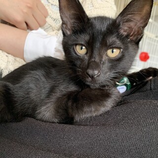 甘えん坊のかがみくん♪