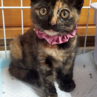 可愛がってくださる方❣