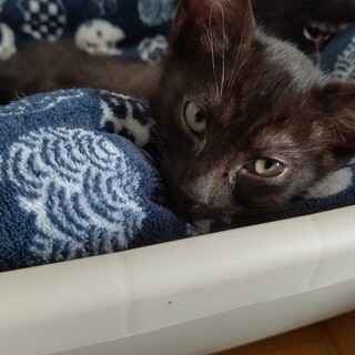 人懐っこい!おきのくん