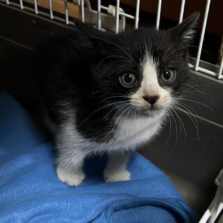 白黒ハチワレ子猫」静岡県 - 猫の里親募集(459879) :: ペットのおうち