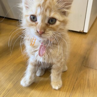 遊びが大好き毛並みがふわふわな女の子のメイちゃん♪