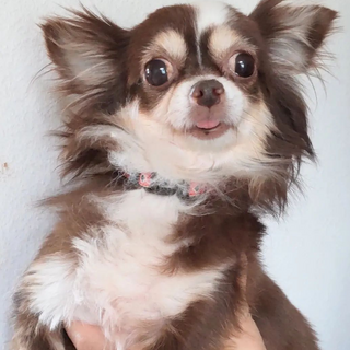 沖縄からやって来た　メル