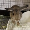 師走っこ2歳　ふうだちゃん サムネイル2