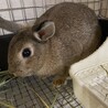師走っこ2歳　ふうだちゃん サムネイル3