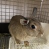 師走っこ2歳　ふうだちゃん サムネイル4