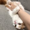 の写真