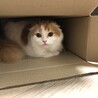 箱入り娘