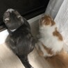夕涼み会